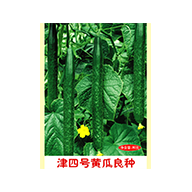 蔬菜种子
